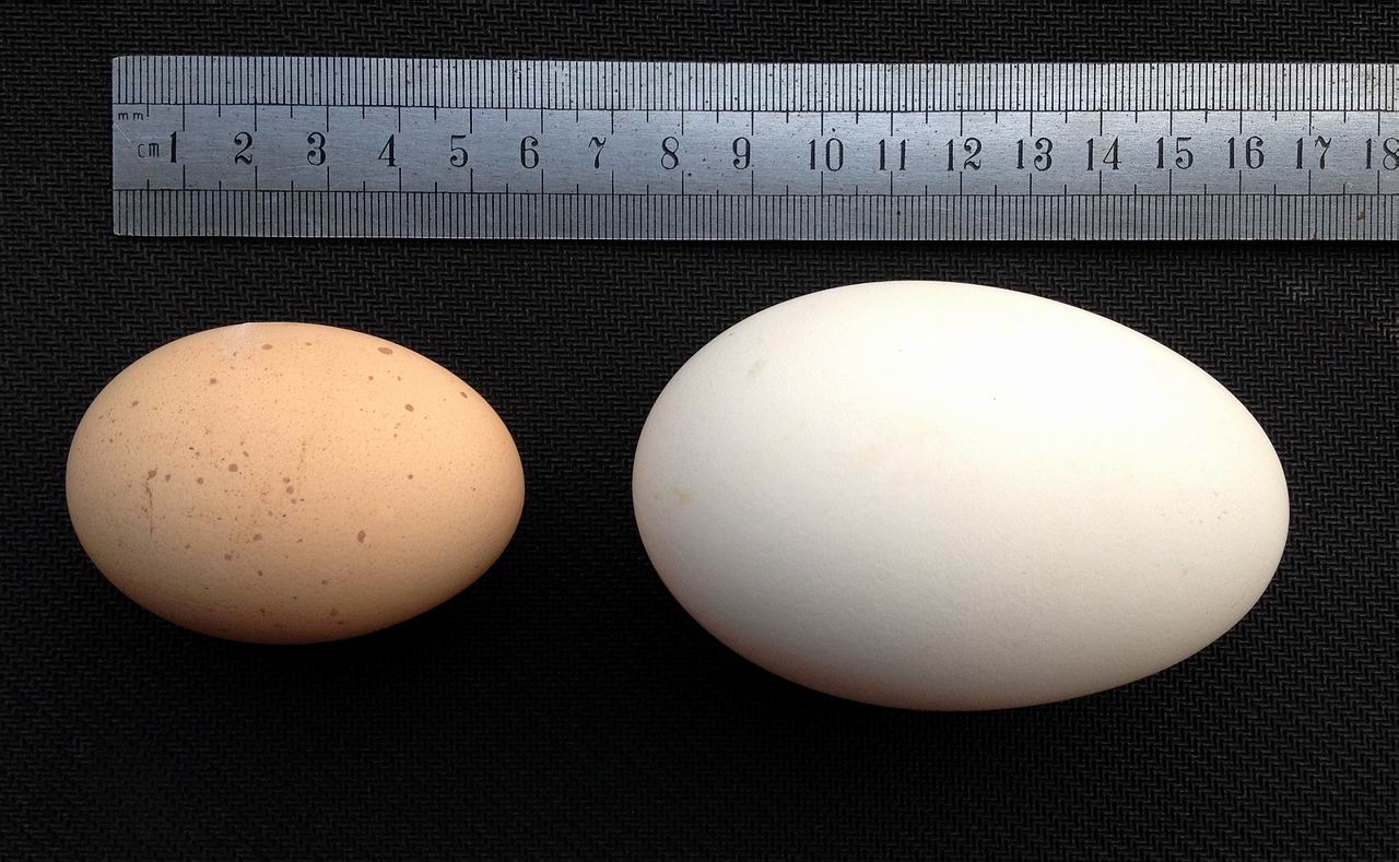 右边是大鹅蛋，左边是鸡蛋做对比。